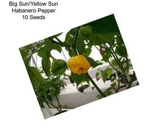 Big Sun/Yellow Sun Habanero Pepper 10 Seeds