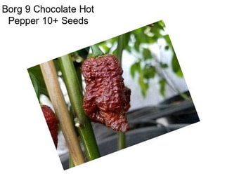 Borg 9 Chocolate Hot Pepper 10+ Seeds