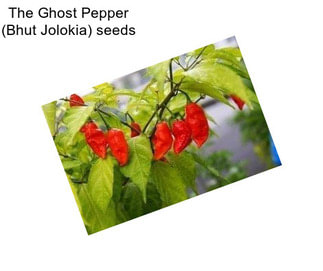 The Ghost Pepper (Bhut Jolokia) seeds