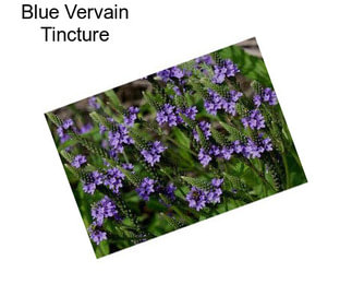 Blue Vervain Tincture