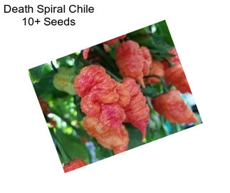 Death Spiral Chile 10+ Seeds