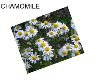 CHAMOMILE