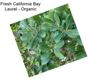 Fresh California Bay Laurel - Organic