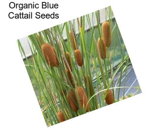 Organic Blue Cattail Seeds