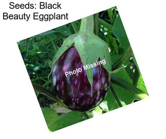 Seeds: Black Beauty Eggplant