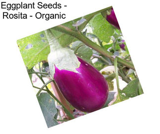 Eggplant Seeds - Rosita - Organic