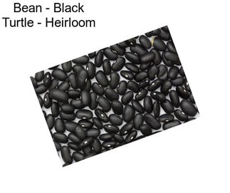 Bean - Black Turtle - Heirloom