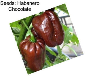 Seeds: Habanero Chocolate