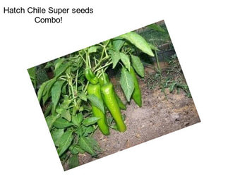 Hatch Chile Super seeds Combo!