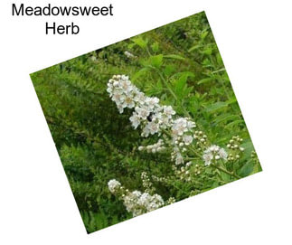 Meadowsweet Herb