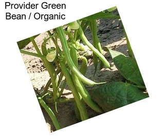 Provider Green Bean / Organic