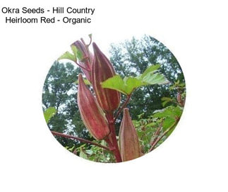 Okra Seeds - Hill Country Heirloom Red - Organic