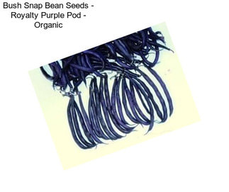 Bush Snap Bean Seeds - Royalty Purple Pod - Organic