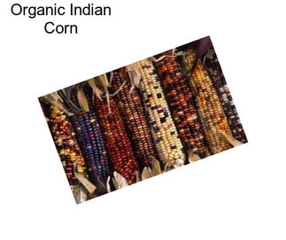 Organic Indian Corn