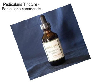 Pedicularis Tincture - Pedicularis canadensis