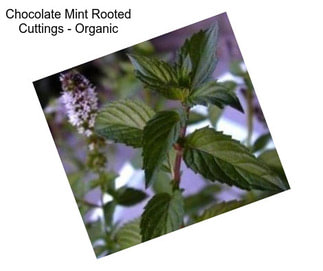 Chocolate Mint Rooted Cuttings - Organic