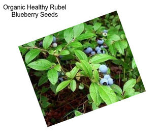 Organic Healthy Rubel Blueberry Seeds