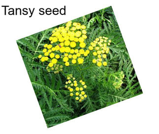 Tansy seed