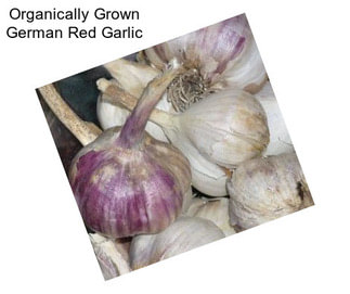 Organically Grown German Red Garlic