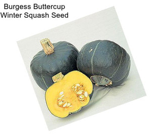 Burgess Buttercup Winter Squash Seed