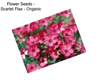 Flower Seeds - Scarlet Flax - Organic