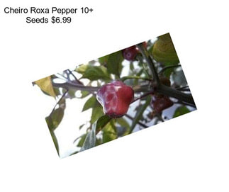Cheiro Roxa Pepper 10+ Seeds $6.99