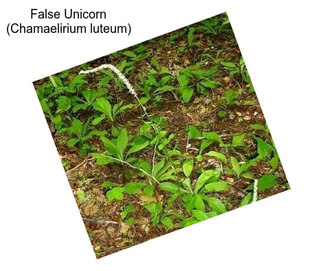 False Unicorn (Chamaelirium luteum)