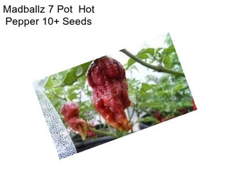 Madballz 7 Pot  Hot Pepper 10+ Seeds