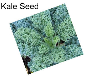 Kale Seed