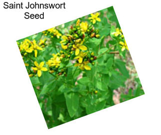 Saint Johnswort Seed