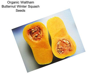 Organic Waltham Butternut Winter Squash Seeds