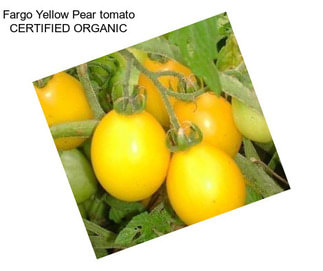 Fargo Yellow Pear tomato CERTIFIED ORGANIC