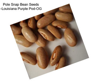 Pole Snap Bean Seeds -Louisiana Purple Pod-OG