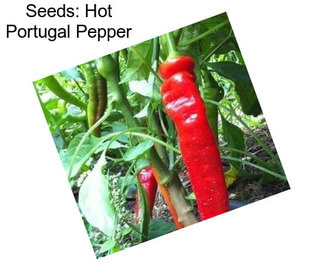 Seeds: Hot Portugal Pepper