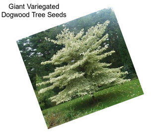 Giant Variegated Dogwood Tree Seeds