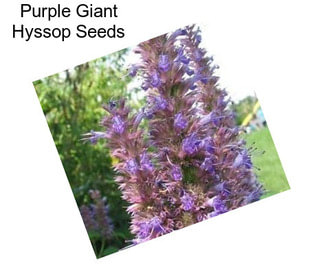 Purple Giant Hyssop Seeds