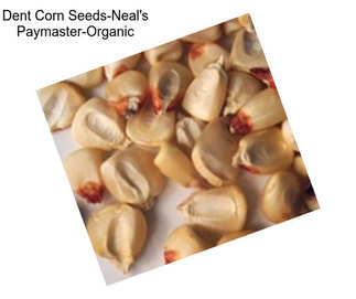 Dent Corn Seeds-Neal\'s Paymaster-Organic