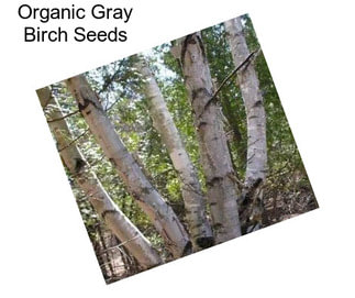 Organic Gray Birch Seeds