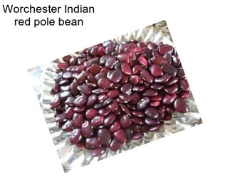 Worchester Indian red pole bean