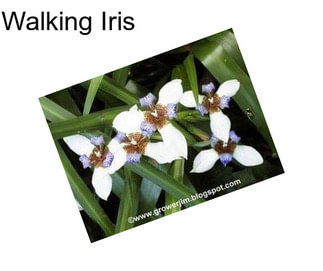 Walking Iris