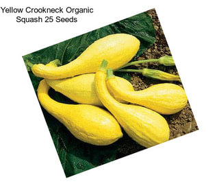 Yellow Crookneck Organic Squash 25 Seeds