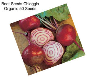 Beet Seeds Chioggia Organic 50 Seeds