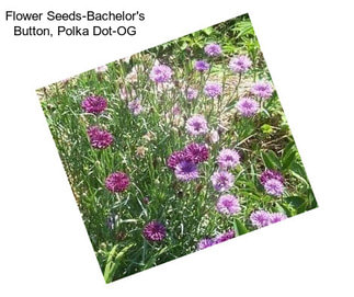 Flower Seeds-Bachelor\'s Button, Polka Dot-OG