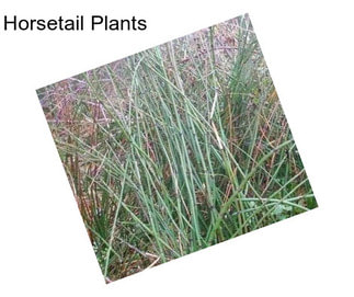 Horsetail Plants