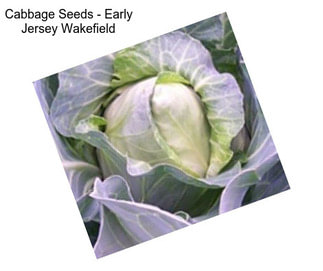 Cabbage Seeds - Early Jersey Wakefield