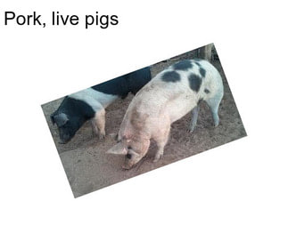 Pork, live pigs