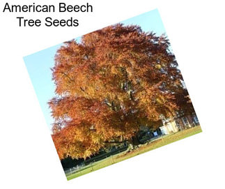 American Beech Tree Seeds