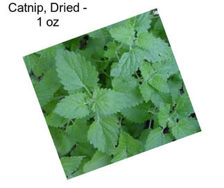 Catnip, Dried - 1 oz