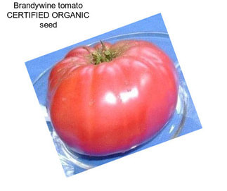 Brandywine tomato CERTIFIED ORGANIC seed