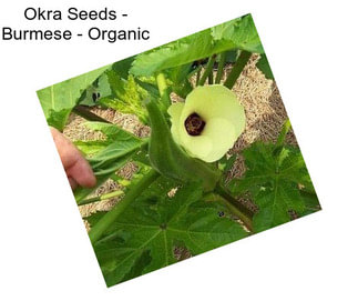 Okra Seeds - Burmese - Organic